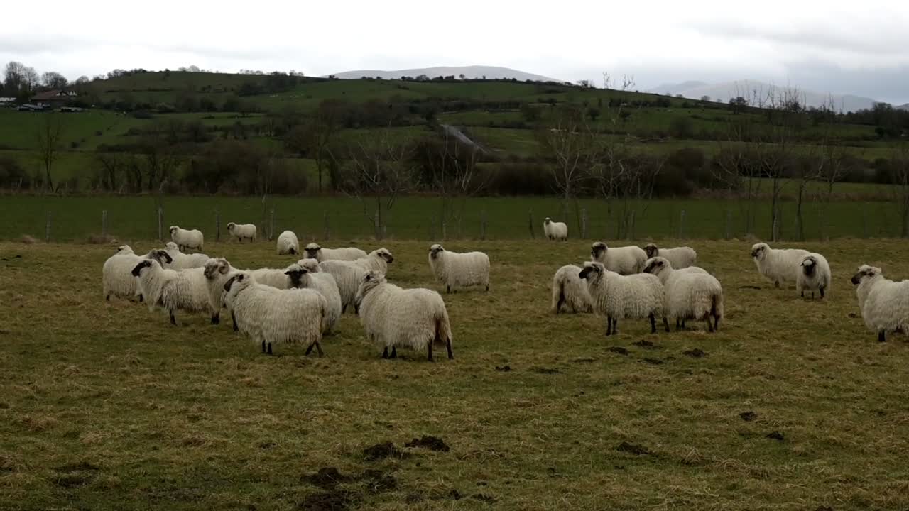 mandria di pecore latxa nei paesi baschi