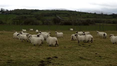 herd of latxa sheep in the basque country