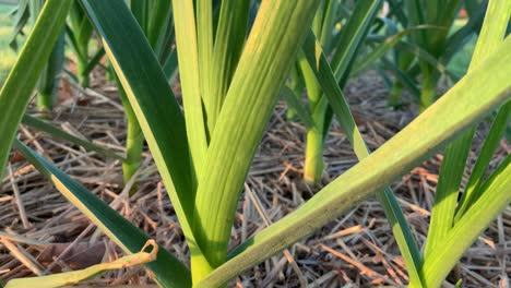 garlic growing in vegetable garden