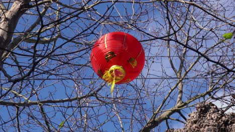 Eine-Rote-Chinesische-Laterne,-Die-Zum-Mondneujahr-Des-Schweins-In-Einem-Baum-Hängt,-Weht-Tagsüber-Im-Wind-Bei-Der-Chinatown-Parade-In-San-Francisco,-Kalifornien