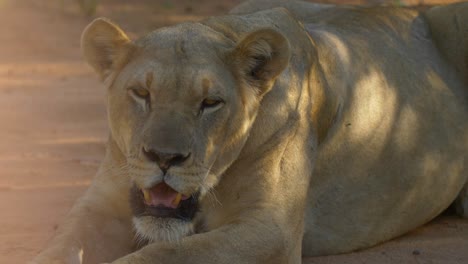 Lioness-resting-in-shadow-Savanna