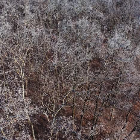 aerial view of trees background