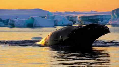 whale surfacing near icebergs at sunset in a polar region