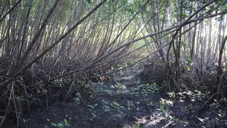 Mangrove-Forest-Wetland,-Carbon-Rich-Ecosystem,-Global-Warming-Prevention-Trees,-Cinematic-Landscape-in-Bali-Indonesia,-Southeast-Asia