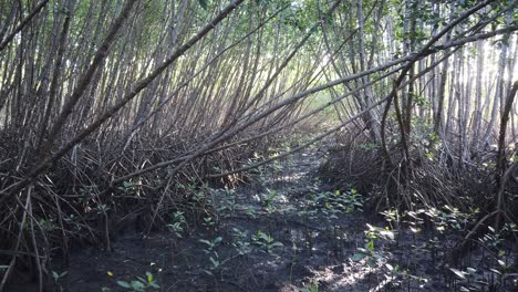 humedal de manglares, ecosistema rico en carbono, prevención del calentamiento global árboles, paisaje cinematográfico en bali indonesia, sudeste asiático