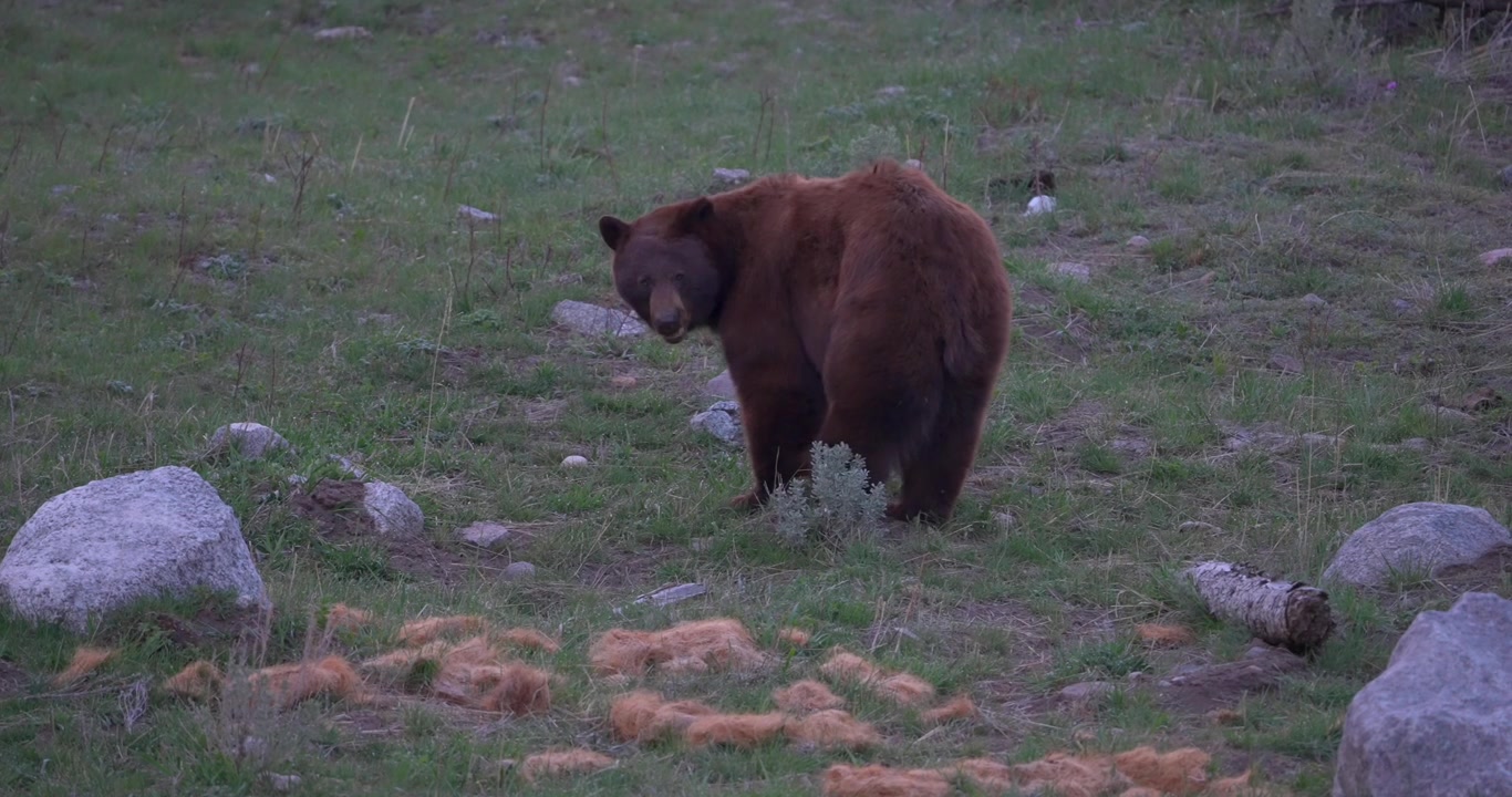 American black bear grazing in a natural meadow before pausing to look over its shoulder at the camera. Wildlife footage capturing a moment of awareness in a North American landscape.