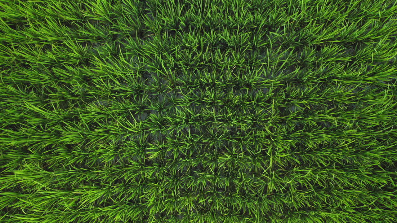 vista superior de las granjas de arroz drone volando sobre los campos de arroz en las tierras de cultivo agrícola vista aérea de las granjas de cultivos rurales 4k