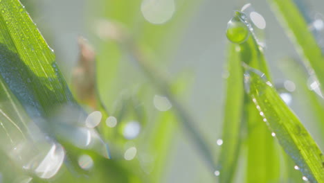 Sonnenbeschienene-Tautropfen-Haften-An-Den-Rändern-Der-Grünen-Grashalme,-Ihre-Klarheit-Ist-Ein-Beweis-Für-Die-Heitere-Morgenluft