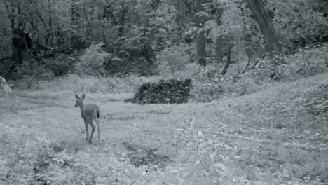 White-Tail-Deer-fawn-slowly-walks-through-a-clearing-in-the-woods-with-a-stack-of-cut-wood-at-the-trail-crossing-at-dusk-in-autumn