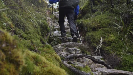 tilt up, hiker climbs wet rocky steps in moss forest, routeburn track new zealand