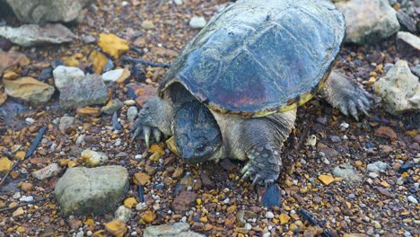 common snapping turtle in defensive posture raised above ground