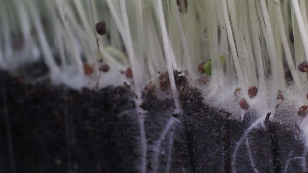 영양을 위한 씨앗의 발아. 묘목 마이크로 그린