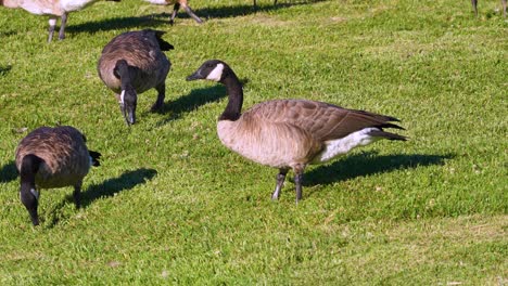 4k footage of geese feeding on a lawn