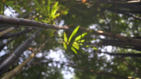 tracking up along bamboo stem