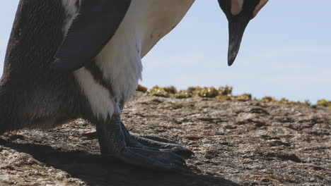 african penguin standing on rock and scratching itself with the beak