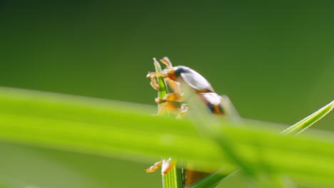 Macro-shot-of-Climbing-Ladybird-on-grass-stalk-in-sunlight