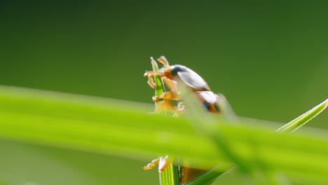 Macro shot of Climbing Ladybird on grass stalk in sunlight
