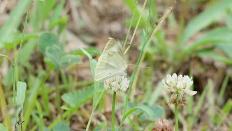 Mariposa-Artogeia-Rapae-Alimentándose-De-Trébol-Blanco-En-Cámara-Lenta