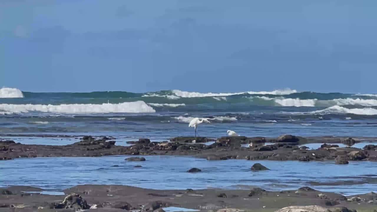 백그라운드에서 부서지는 아름다운 파도와 함께 조수 웅덩이에서 낚시하는 두 개의 흰색 크레인