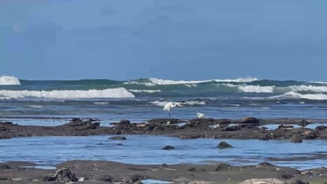 Dos-Grullas-Blancas-Pescando-En-Las-Piscinas-De-Marea-Con-Hermosas-Olas-Rompiendo-En-El-Fondo