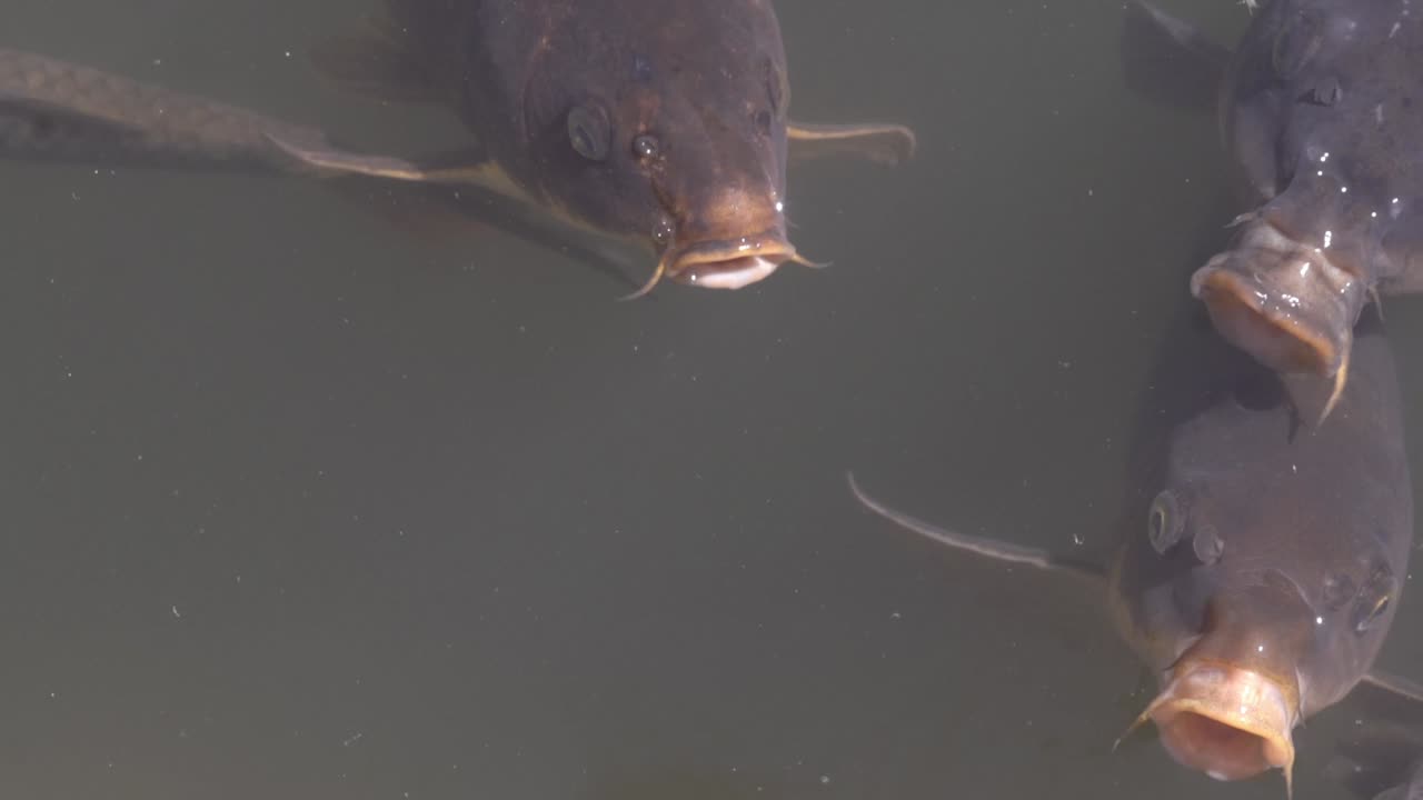 Closeup View Of Koi Fish Swimming In The Lake Water At The Park In Tokyo, Japan - Tele Shot