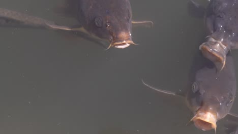 closeup view of koi fish swimming in the lake water at the park in tokyo, japan - tele shot