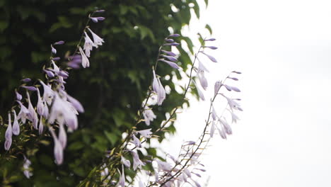 hermosas flores moradas en un arbusto