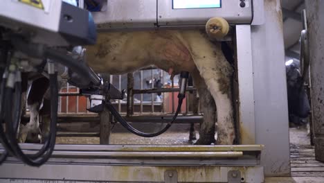 automated milking system on a dairy farm - cow milked by milking robot - static shot