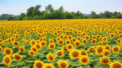 summer countryside landscapes of sunflowers. farming beautiful summer fields.
