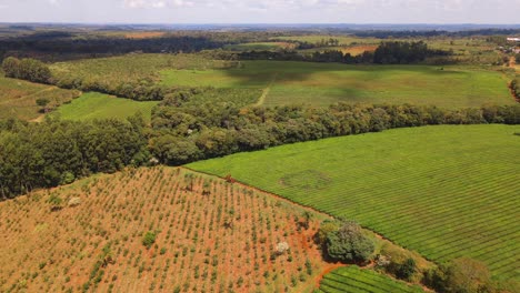 una hermosa plantación dividida entre yerba mate y té verde, mostrando el cultivo diverso y armonioso de ambos cultivos icónicos de américa del sur
