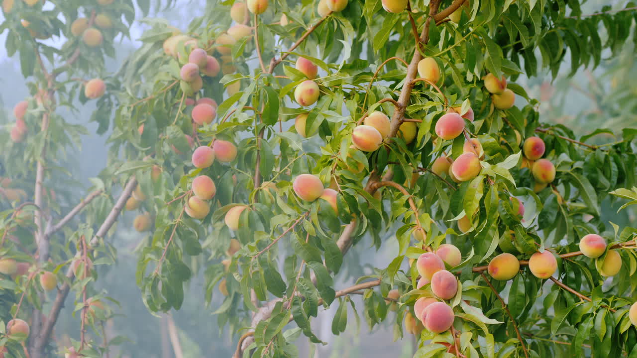 Fumo tra i rami con pesche per la protezione antigelo