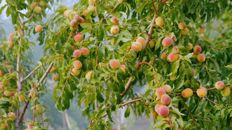 smoke among the branches with peach fruits frost protection