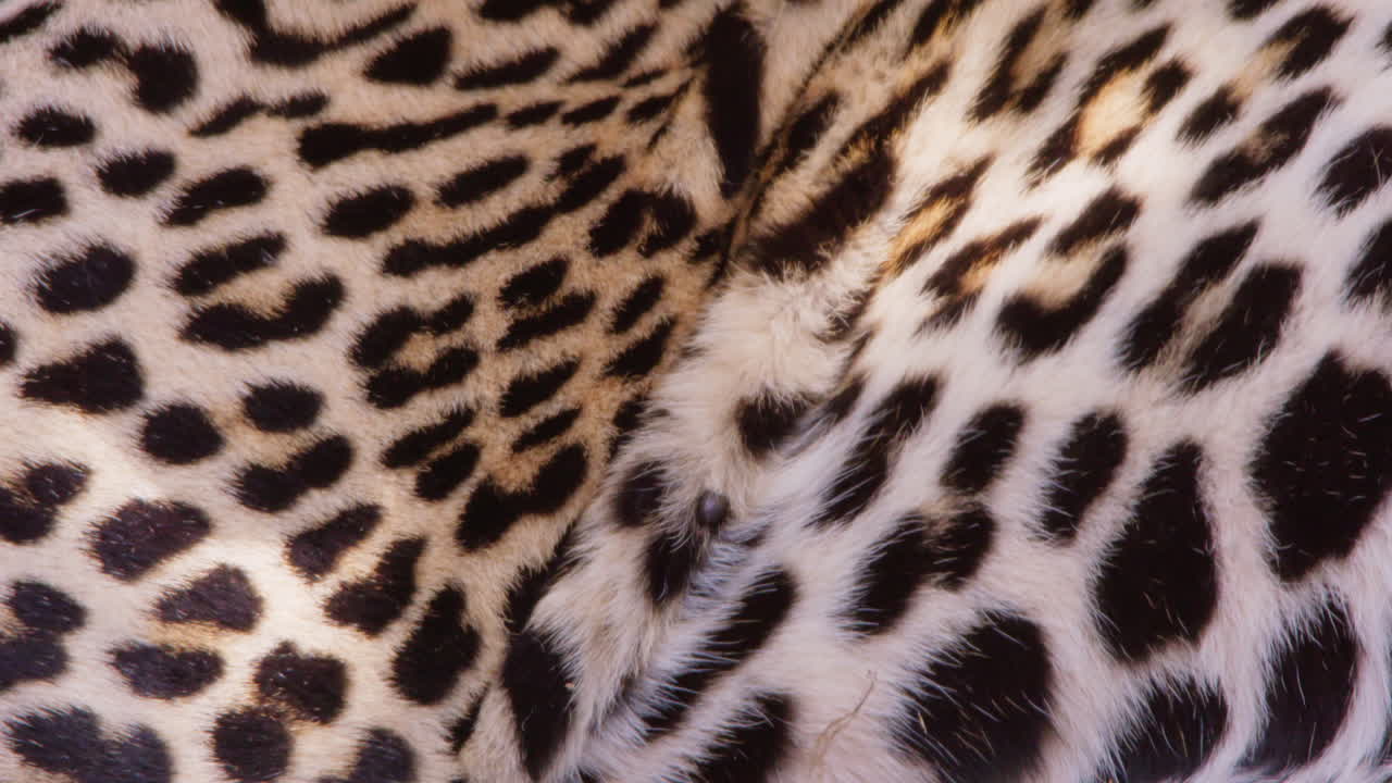 Pele manchada de leopardo ofegando na savana ao meio-dia