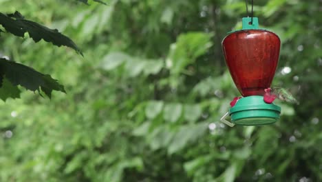 humming bird on a feeder