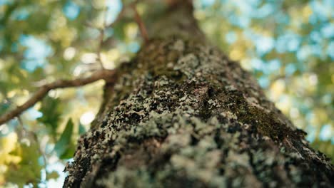 Oak-tree,-majestic-tree-with-dolly-movement-in-national-park