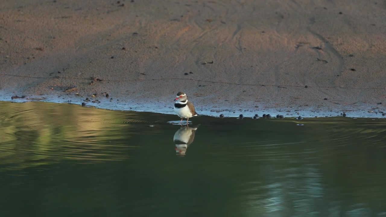 Un pluvier à triple collier marche dans l'eau peu profonde, cherchant attentivement de la nourriture. Créant un magnifique reflet à la surface de l'eau, dans la réserve de chasse de Mkhuze, Afrique du Sud.
