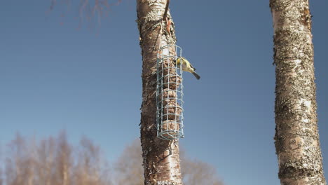 cyanistes caeruleus eating from hanging feeder