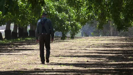 an elderly farmer walks in his walnut orchard in lompoc california