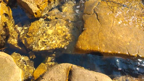 cangrejo pequeño sentado en una piedra amarilla en el mar evitando la cámara en un día soleado de verano