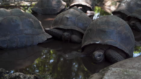 group of giant tortoises resting motionless in water in shade