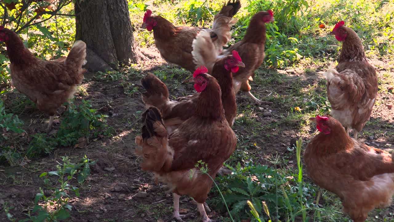 grupo de pollos de granja de campo libre caminando a la sombra debajo del árbol en el suelo de tierra
