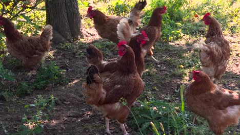 Grupo-De-Pollos-De-Granja-De-Campo-Libre-Caminando-A-La-Sombra-Debajo-Del-árbol-En-El-Suelo-De-Tierra