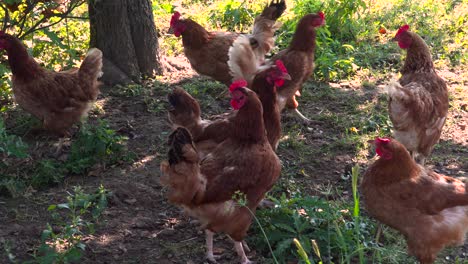 group of free range farm chickens walking around in shadow underneath tree on dirt ground