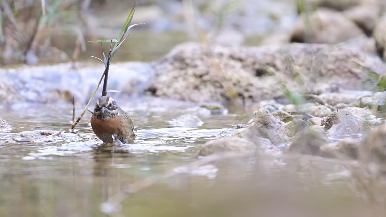 Rufous-breasted accentor taking a quick birdbath in a Water Stream