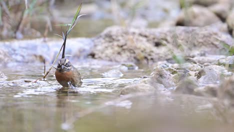 rufous-breasted accentor taking a quick birdbath in a water stream