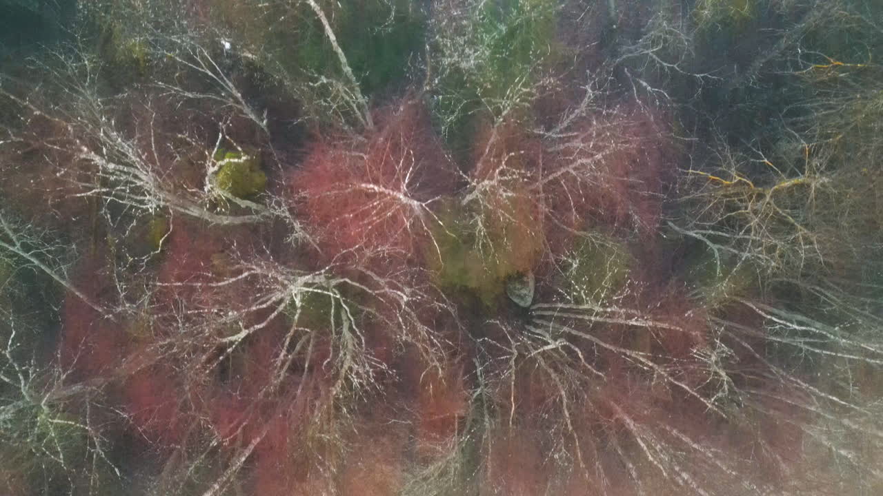 persona caminando en un bosque húmedo y brumoso en otoño, vista de arriba hacia abajo