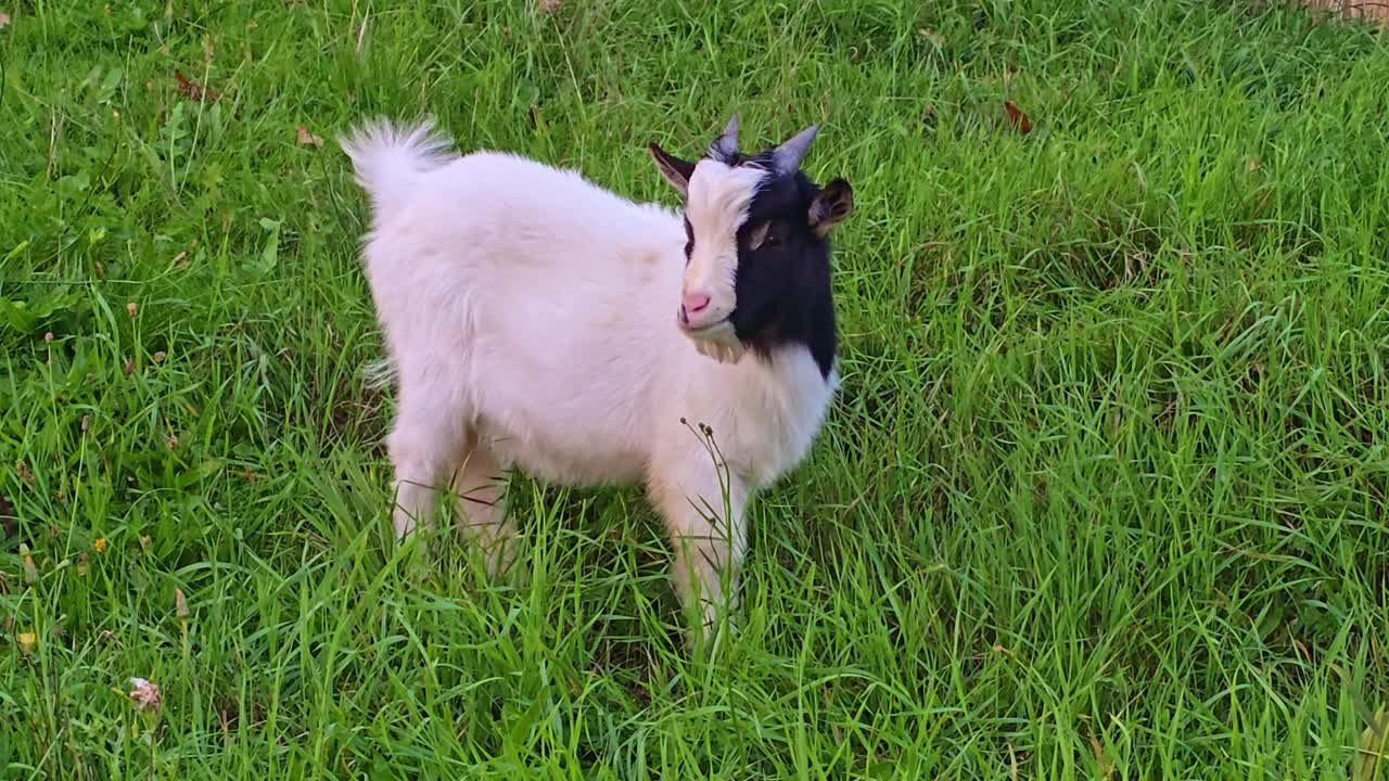 A baby goat grazes peacefully on lush green grass. The animal occasionally lifts its head to look around before turning and walking away at the end of the scene