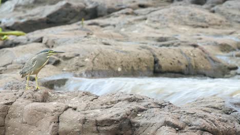 Gestreifter-Reiher-Beobachtet-Einen-Schnell-Fließenden-Strom-über-Den-Felsen-Und-Sucht-Nach-Entkommenden-Fischen,-Die-Er-Im-Dschungelstrom-Entlang-Der-Westlichen-Ghats-Von-Indien-Jagen-Kann