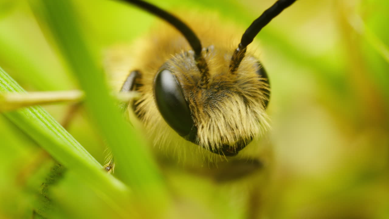 풀 속 의 벌 의 클로즈업