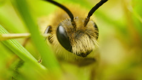 closeup of a bee in grass